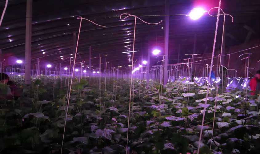 LED-plantengroeilamp